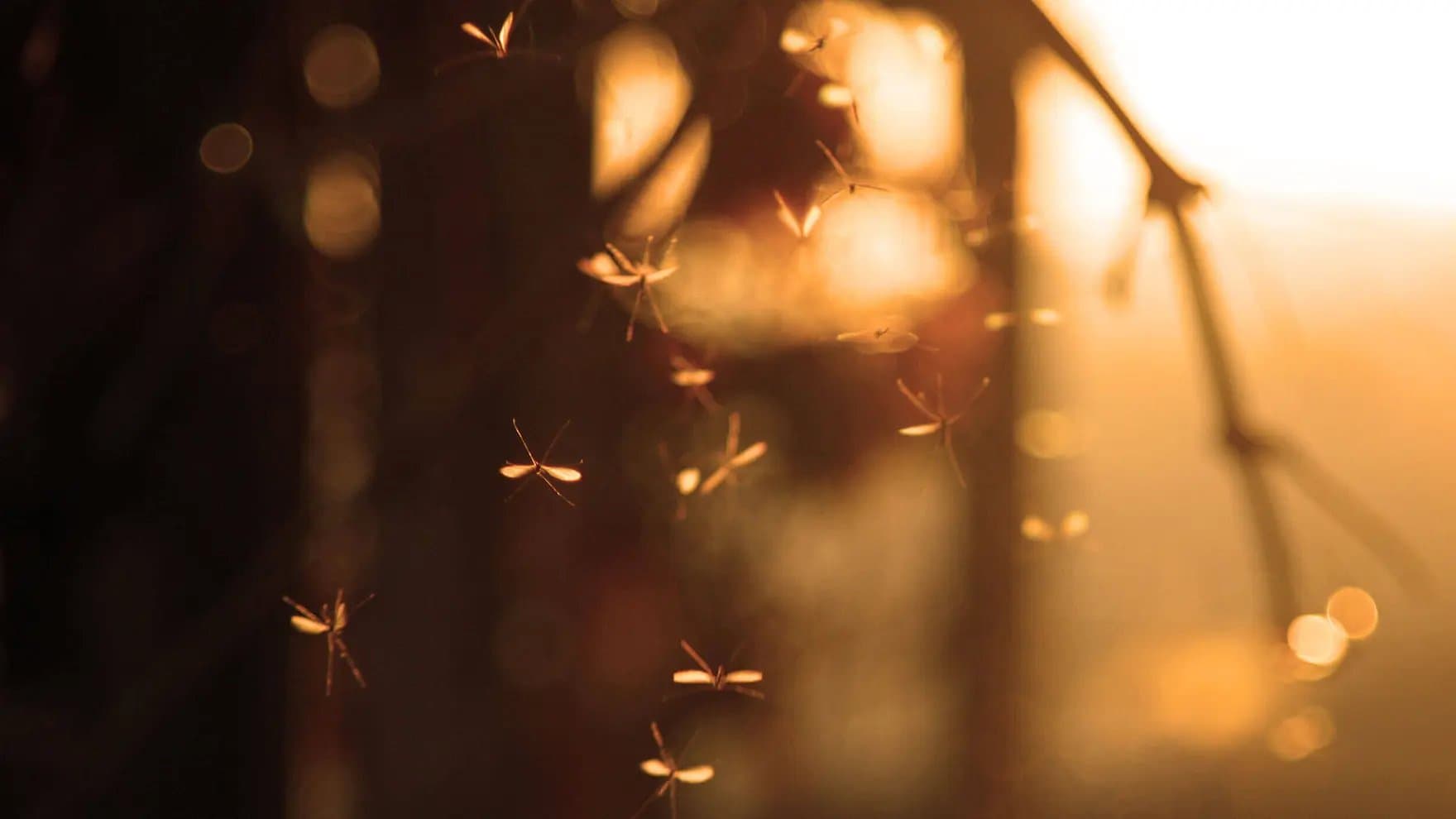 A group of mosquitos with trees in the background